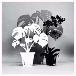 Paket - Stor monstera, Liten monstera & Orkidé