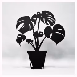 Monstera - DELICIOSA