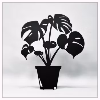 Monstera - DELICIOSA