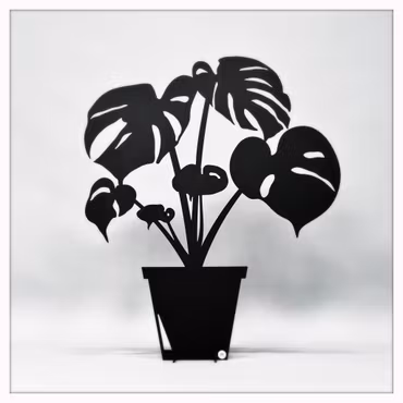 Monstera - DELICIOSA