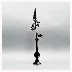 Lupine