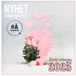 Årets Pelargon 2025 - Summer Twist Rose