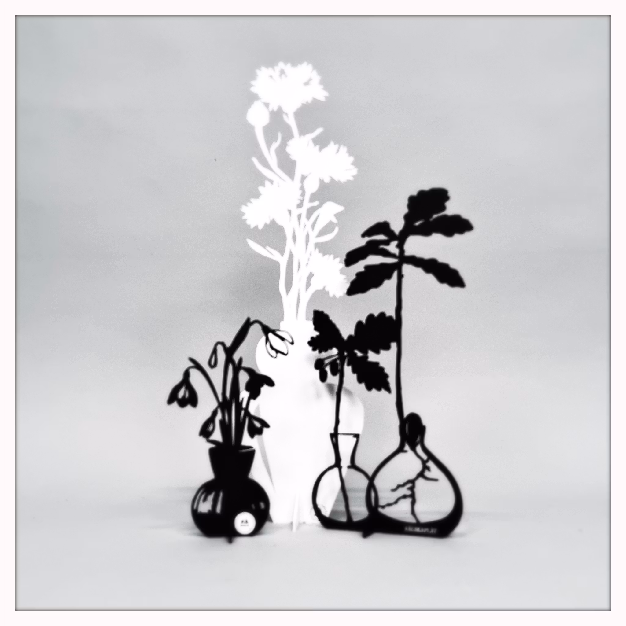 Package - Cornflower, Acorn & Snowdrop