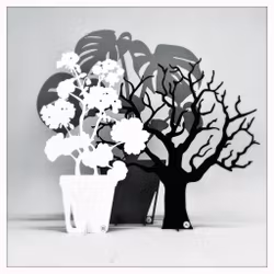 Package - Large Monstera, Tree of Destiny & Large Geranium