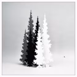 Spruce detailed
