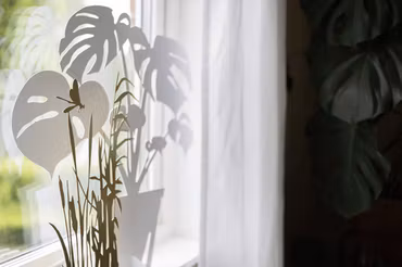 Monstera - DELICIOSA