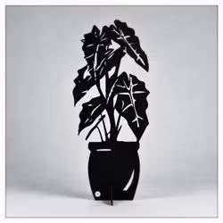 Alocasia