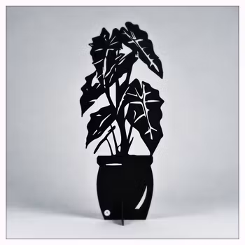 Alocasia