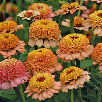 Zinnia Zinderella Peach
