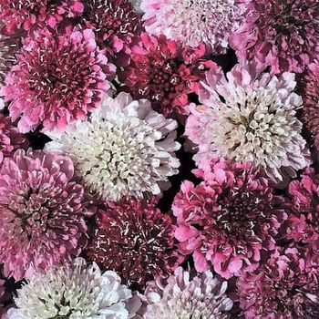 Pincushion Summer Sundae