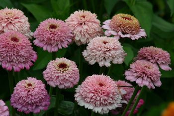 Zinnia Zinderella Lilac
