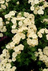 Phlox Isabellina