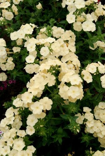 Phlox Isabellina