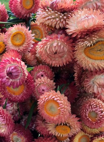 Strawflower Salmon Rose