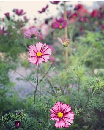 Cosmos Velouette