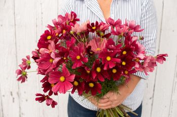 Cosmos Rubenza