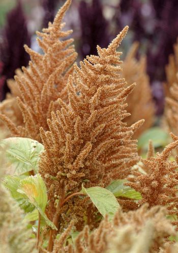 Amaranth Hot Biscuits