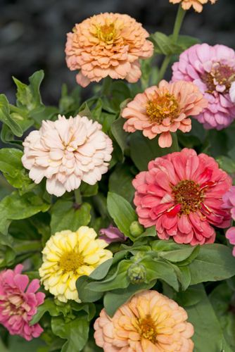 Zinnia Cut and Come again Pastel Mixed