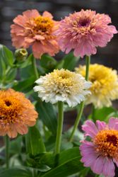 Zinnia Peaches & Cream