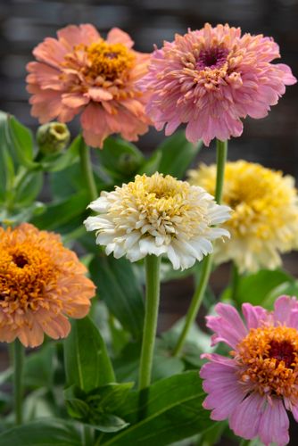 Zinnia Peaches & Cream