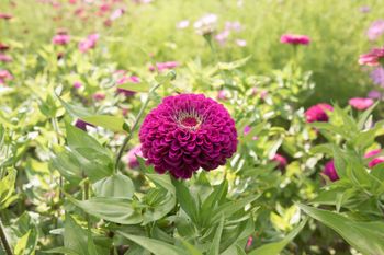 Zinnia Benary's Giant Florist Purple F1