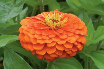Zinnia Benary's Giant Florist Orange F1
