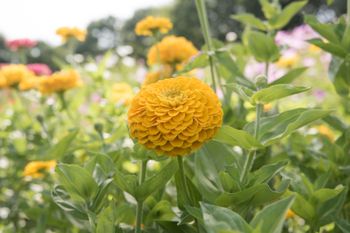 Zinnia Benary's Giant Florist Golden Yellow F1