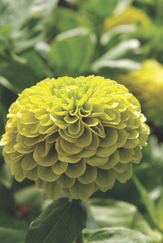 Zinnia Benary's Giant Florist Lime F1