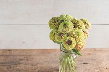 Zinnia Queen Lime Blush