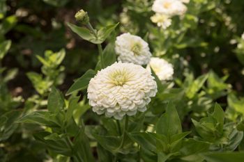 Zinnia Benary's Giant Florist White F1