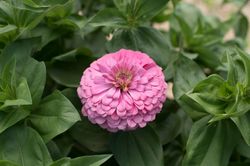 Zinnia Benary's Giant Florist Bright Pink F1
