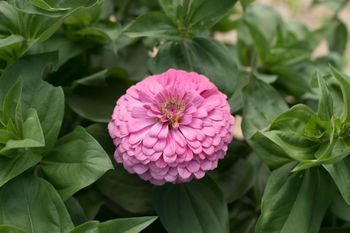 Zinnia Benary's Giant Florist Bright Pink F1