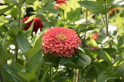 Zinnia Benary's Giant Florist Salmon Rose F1