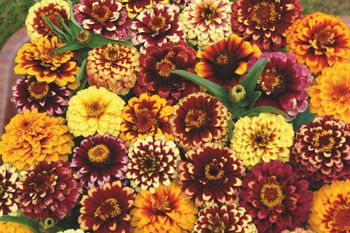 Zinnia Aztec Sunset Mixed