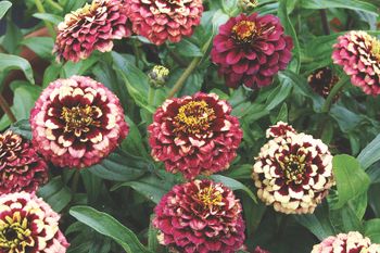 Zinnia Aztec Burgundy Bicolor