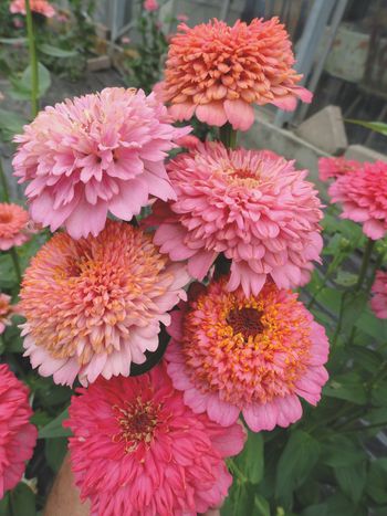 Zinnia Cupcakes Pink Shades