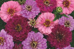 Zinnia Art Deco
