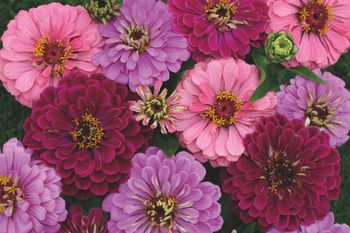 Zinnia Art Deco