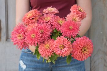 Zinnia Señora