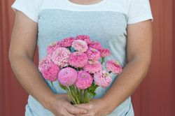 Zinnia Oklahoma Pink