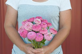 Zinnia Oklahoma Pink