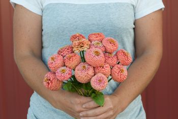 Zinnia Oklahoma Salmon