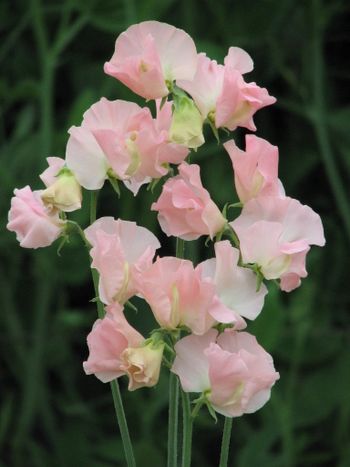 Sweet Pea Heaven Scent