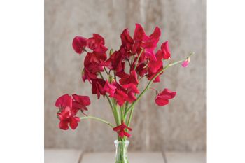 Sweet Pea Elegance Deep Red