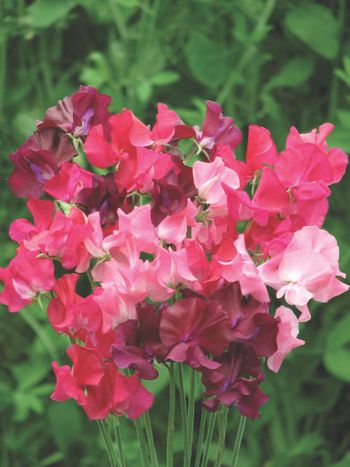 Sweet Pea Berry Kiss