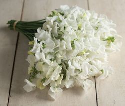 Sweet Pea Royal Wedding