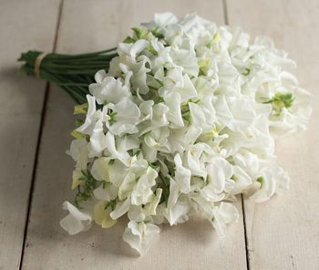 Sweet Pea Royal Wedding
