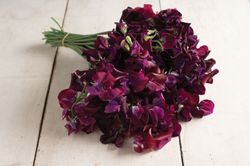 Sweet Pea Midnight