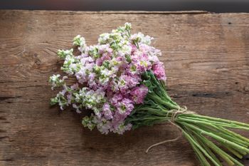 Stocks Antique Pink