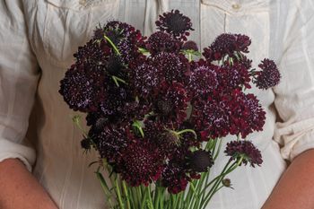 Pincushion Black Beauty